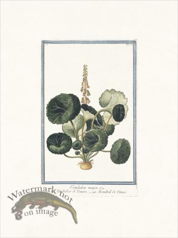 Bonelli 035 Pennywort